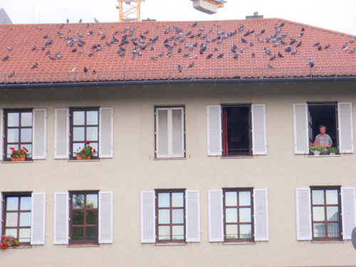 Victaulic Markt Platz; hundreds of Pigeons on the roof.